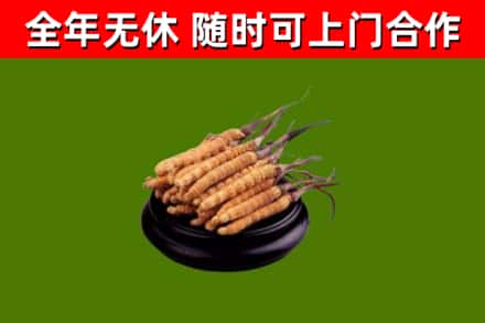 晋中市回收冬虫夏草