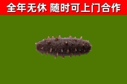 晋中市回收海参干
